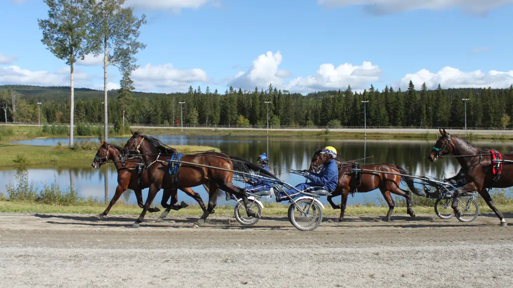 standardbred-horses-in-training