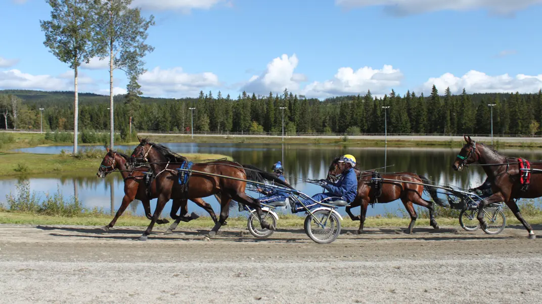standardbred-horses-in-training
