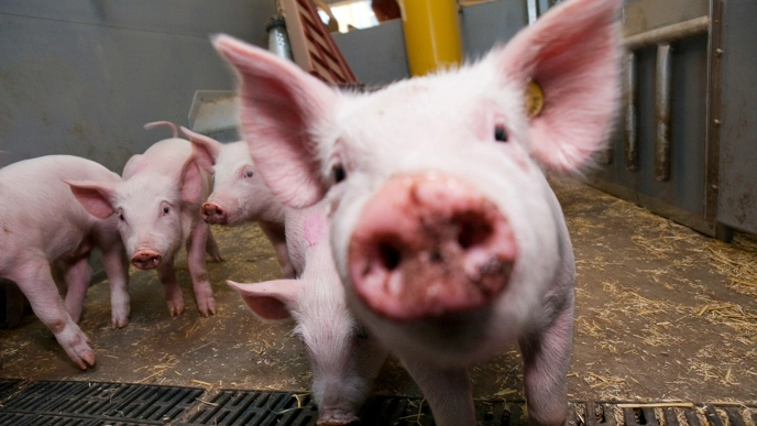 Pig sticking out its snout