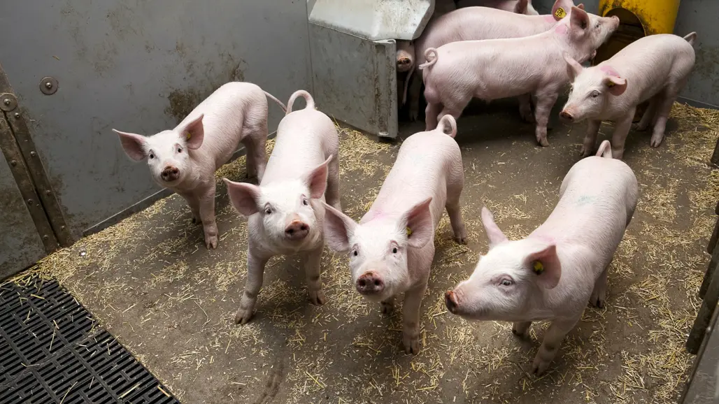 Grisar på ett betonggolv tittar upp. Foto.