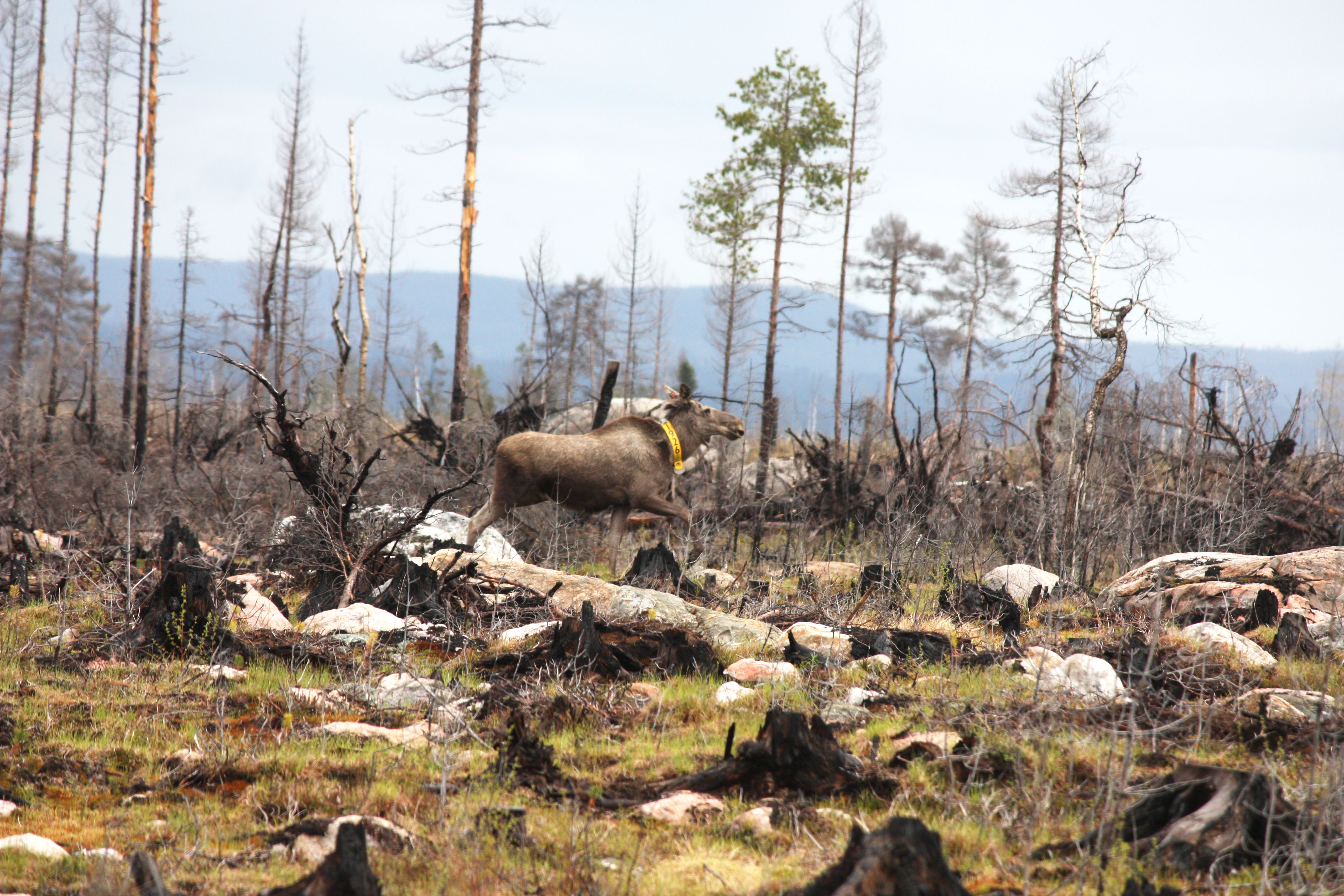 Älgko med gult halsband springer i en brandhärjad skog.