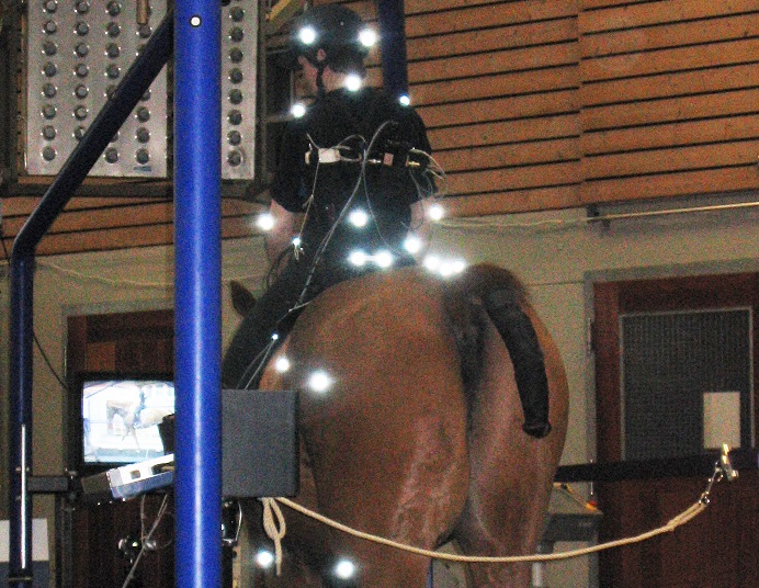 Foto av en häst med ryttare och utrustning för ridning och sensormätning i labb.