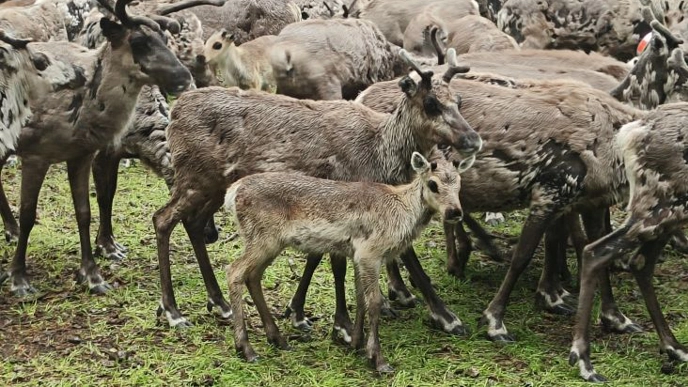 Foto av renkalv tillsammans med en flock vilda renar.
