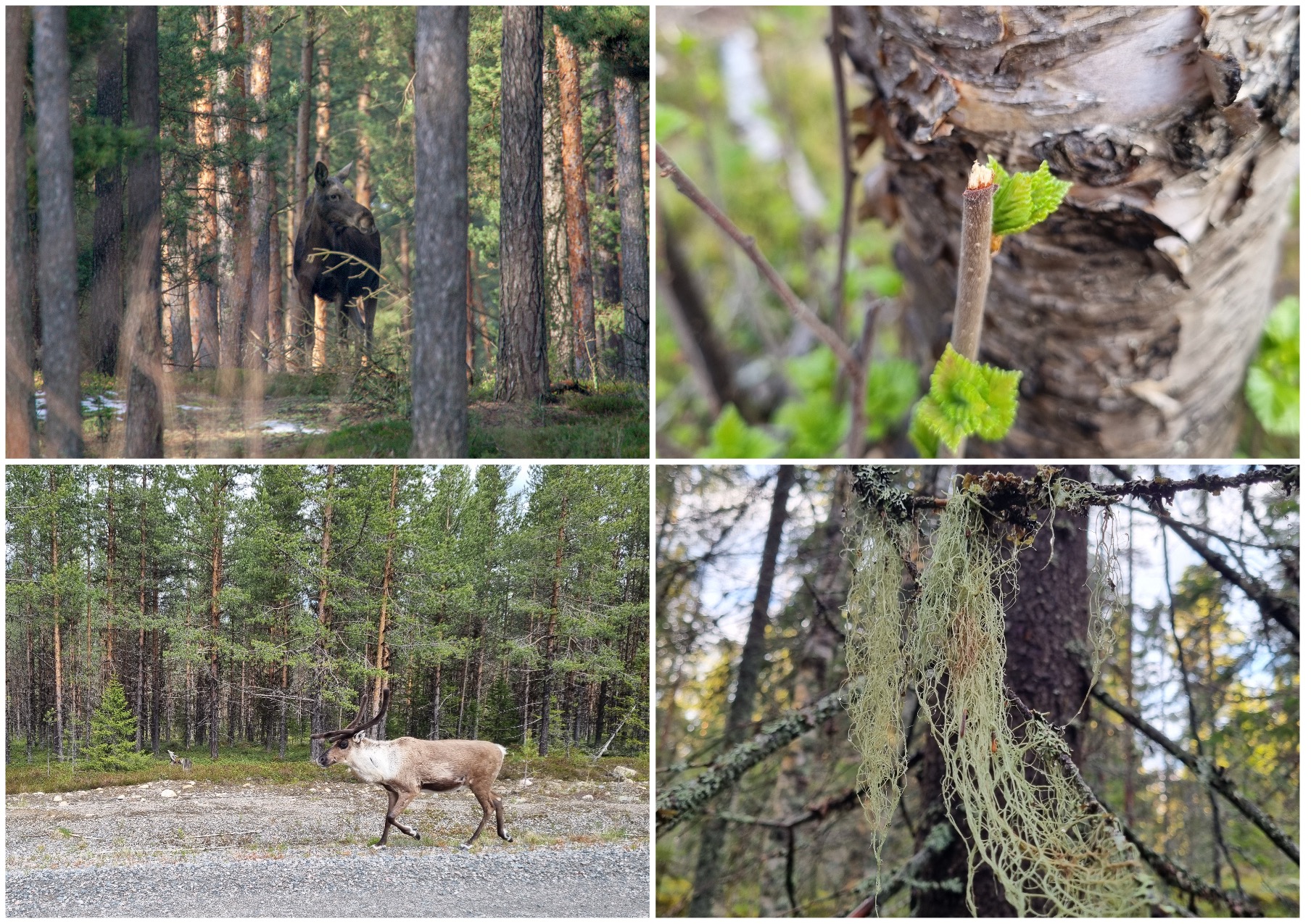 Älg i skog, betad kvist, ren på väg och hänglav i boreal skog.