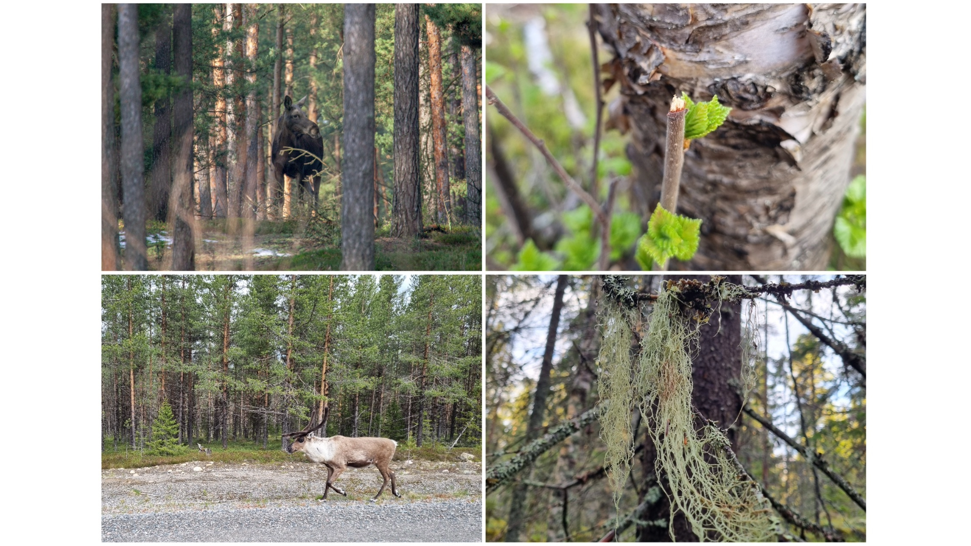 Moose in forest, browsed twig, reindeer on road, and hanging lichen in boreal forest.