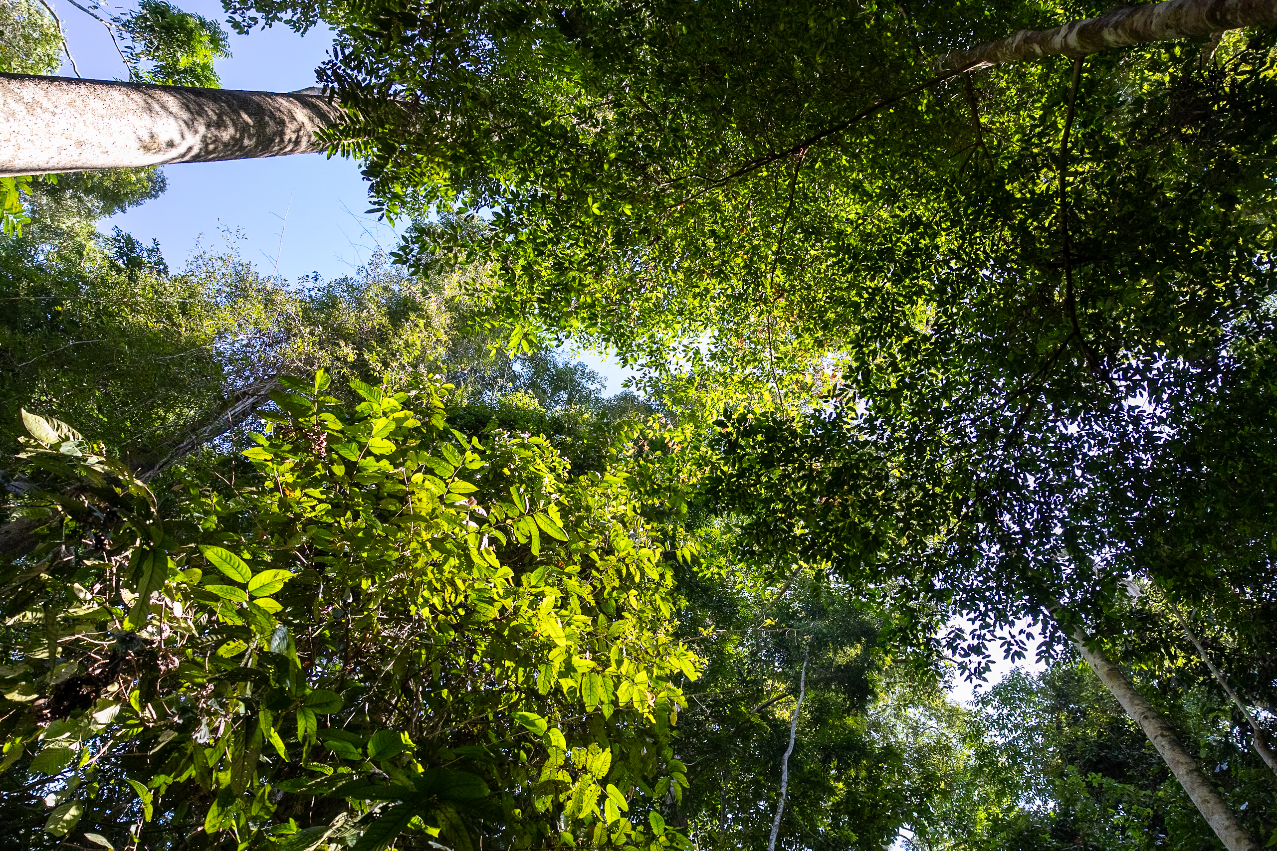 Forest cover inte the rain forest