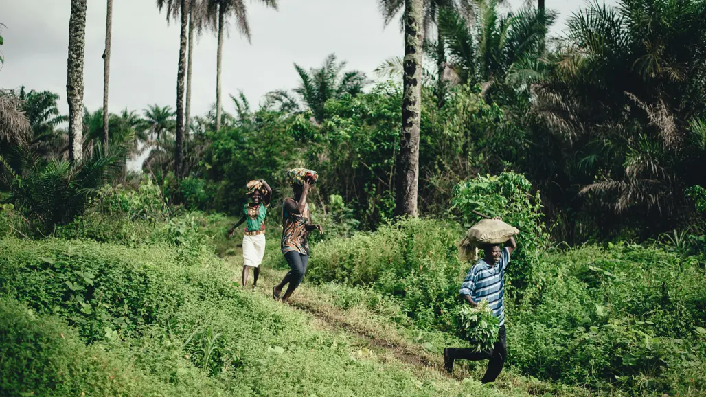 Three people carrying basket on head while walking on grass field in Sierra Leone. Photo by Annie Spratt at Unsplash