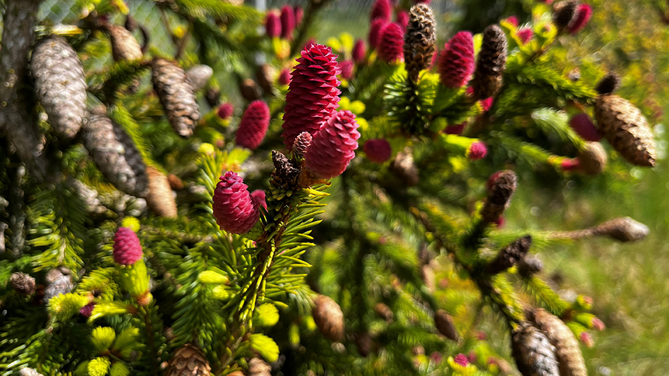 Photo of Picea abies 'Acrocona'.
