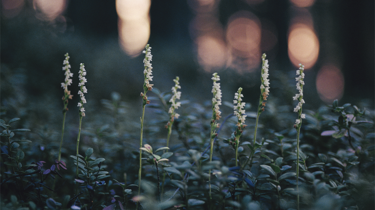 Små vita kulor på grön stjälk mot grön bakgrund: Foto