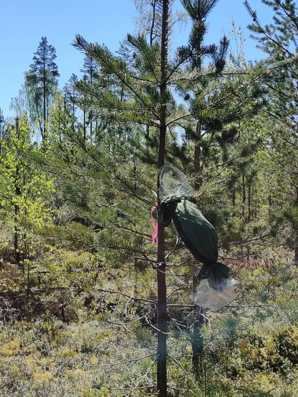 Experiment in field on pine. Photo.