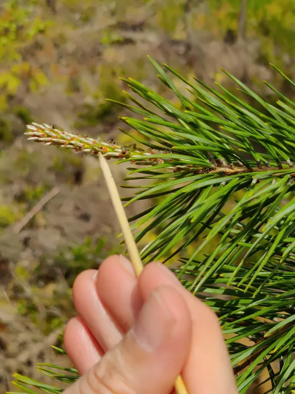 Saw flies on pine. Photo.