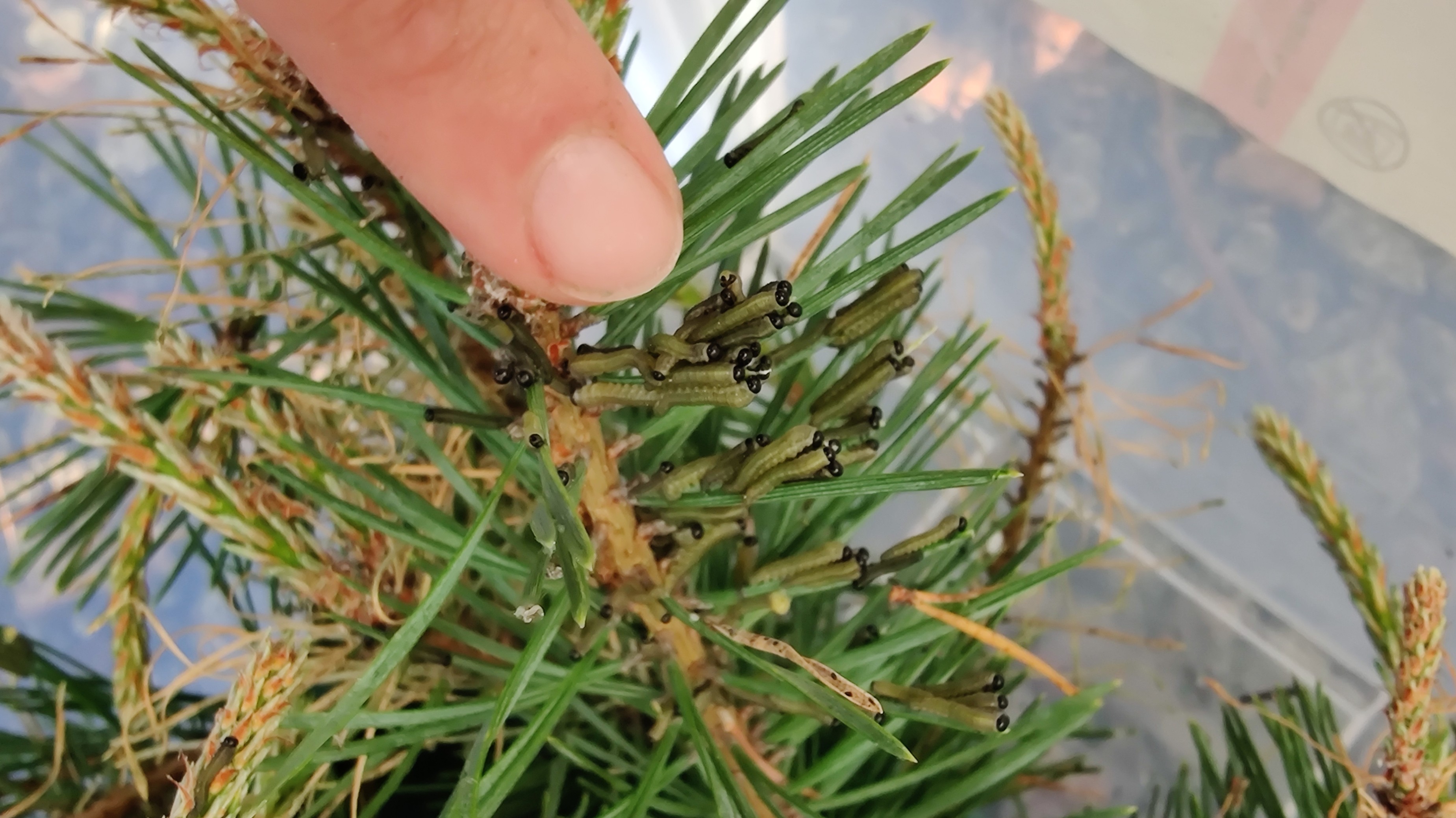 Saw flies larva on pine. Photo. 
