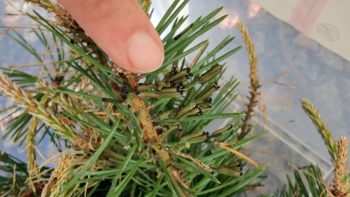 Hon vill ta reda på hur skogsskötsel påverkar naturens egna försvar ...
