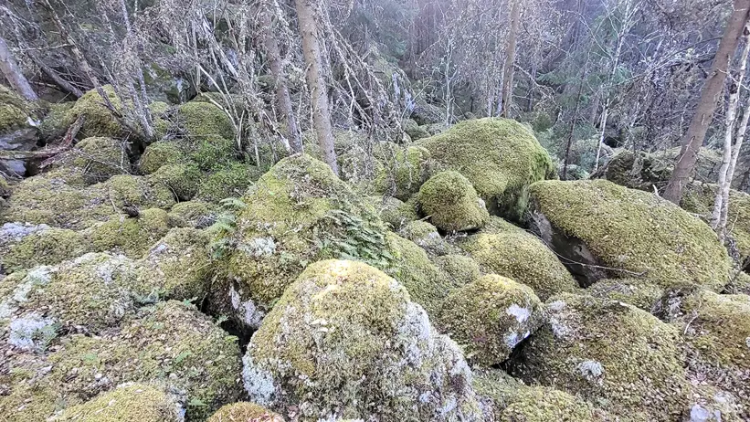 En skogsscen med flera stora stenar täckta av grön mossa. Tunna träd med glesa grenar och blad står utspridda bland stenarna. Marken är också täckt av mossa och små växter, vilket skapar en frodig, grön miljö. Foto.