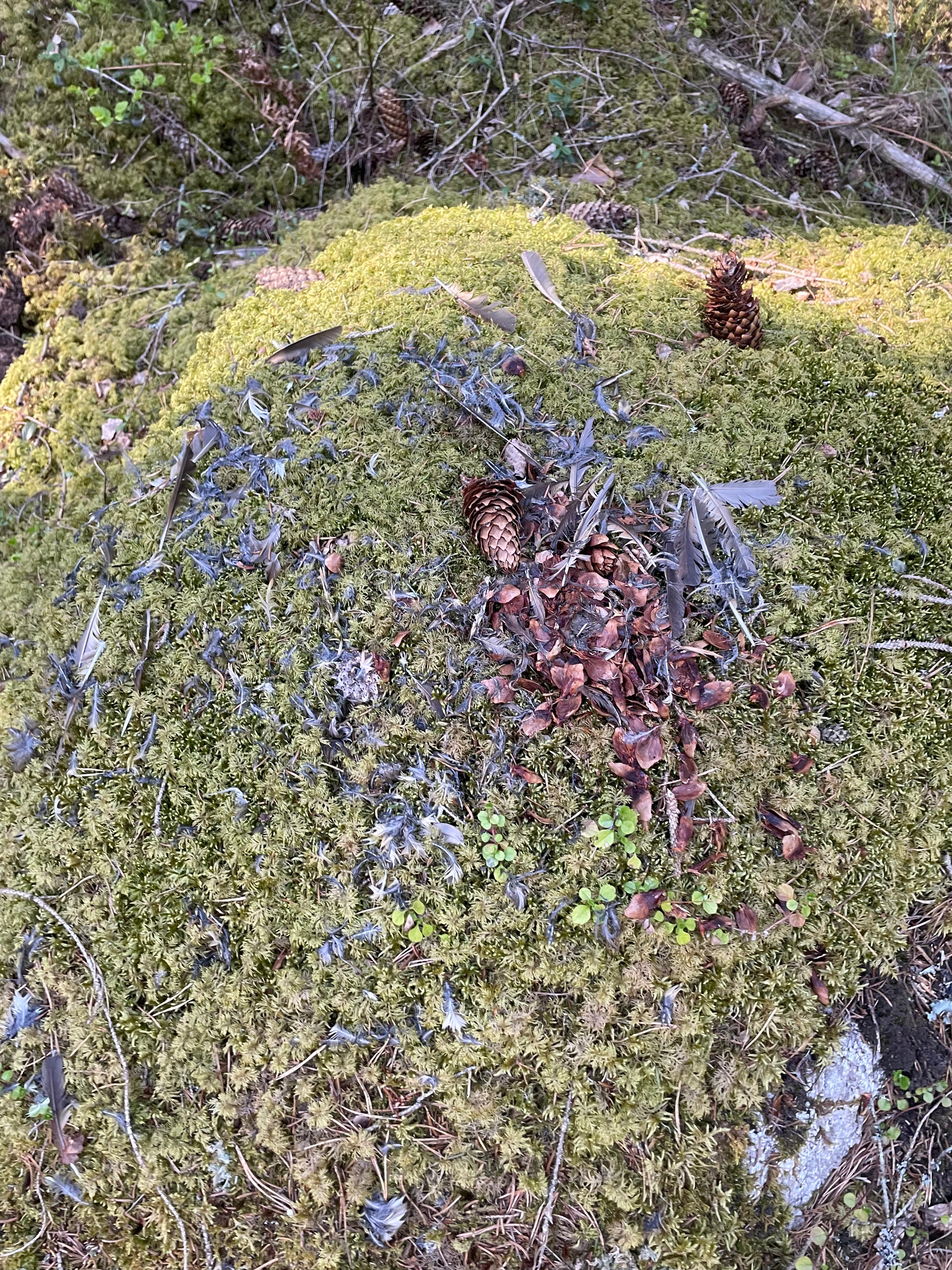 Närbild av mossbeklädd mark i en skog. Fjädrar och flera kottar ligger utspridda på mossan, tillsammans med små gröna växter och kvistar. I bakgrunden syns mer mossa och skogsmark med grenar och löv. Foto.