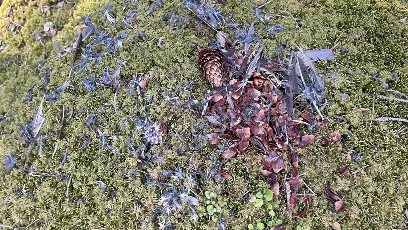 Närbild av mossbeklädd mark i en skog. Fjädrar och flera kottar ligger utspridda på mossan, tillsammans med små gröna växter och kvistar. I bakgrunden syns mer mossa och skogsmark med grenar och löv. Foto.