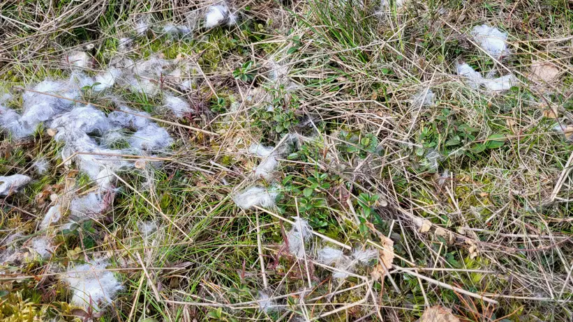 Ett markområde utomhus täckt av gräs, små växter och torra kvistar. Utspritt över marken ligger flera tussar av vitt hår eller päls. Foto.