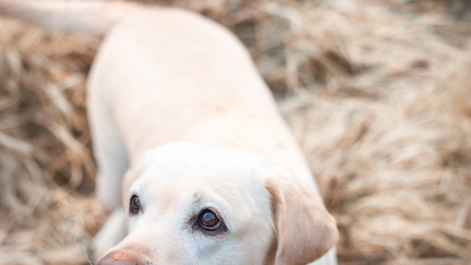 Foto av gul labrador utomhus i gyllene terräng.