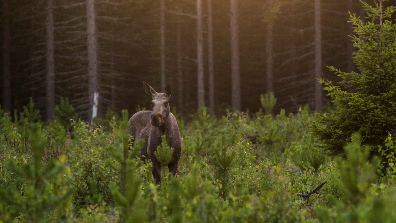 Älg som står i en skog.
