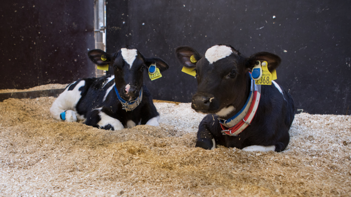 Two calves lying down.