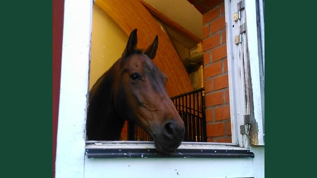 Foto av en brun häst som sticker ut huvudet genom en fönsterlucka från en box.