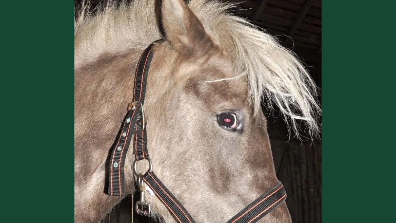 Foto av en silverfärgad häst och dess öga som är rött av kamerans blixt.