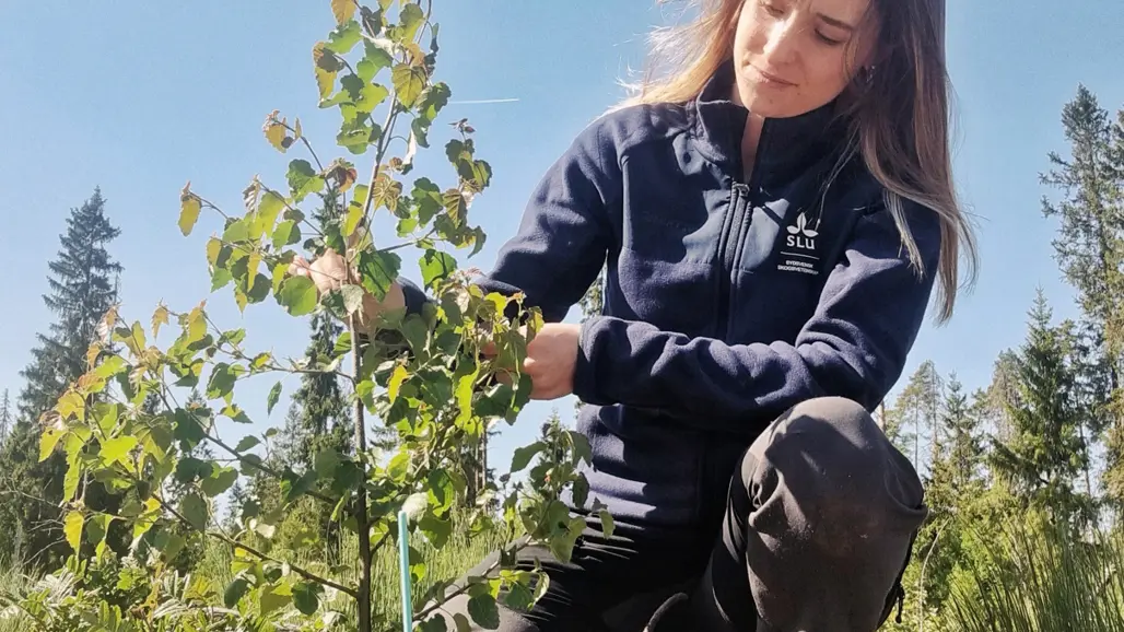 kvinna i ung björkskog