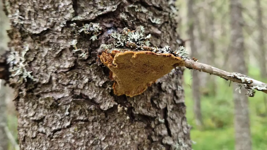 Brun-orange fruktkropp växer utstickande från trädstam. Foto