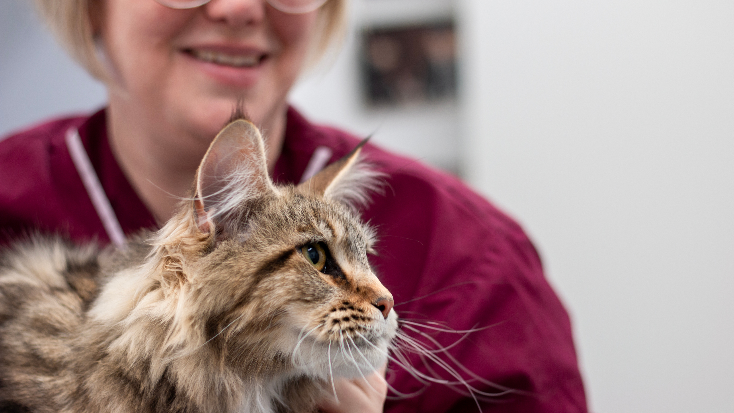 Katt sedd från sidan. Katten har lång, brunfläckig päls. Bakom katten syns en person i vinröda kläder.