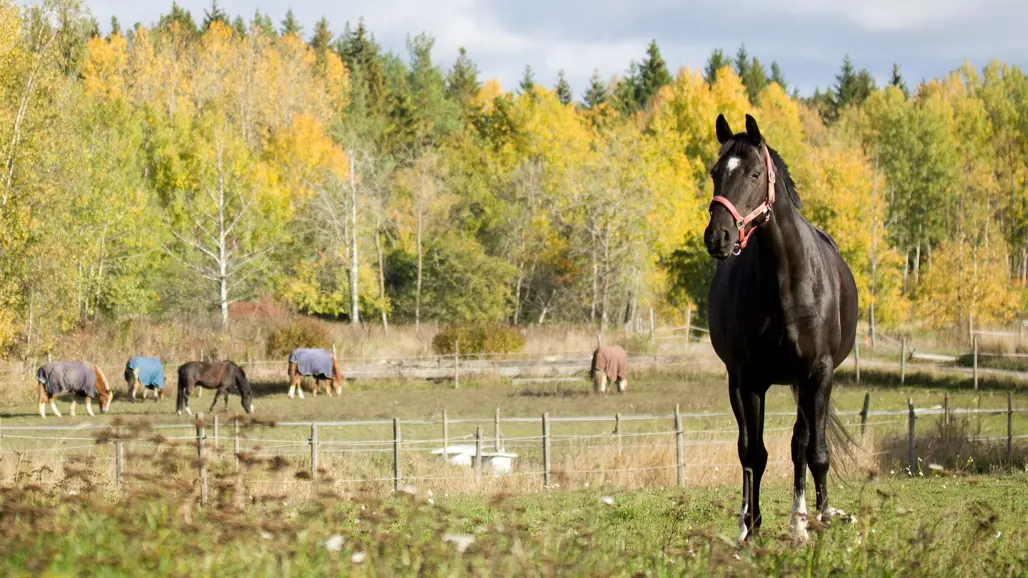horses-outside-in-fields-during-autumn