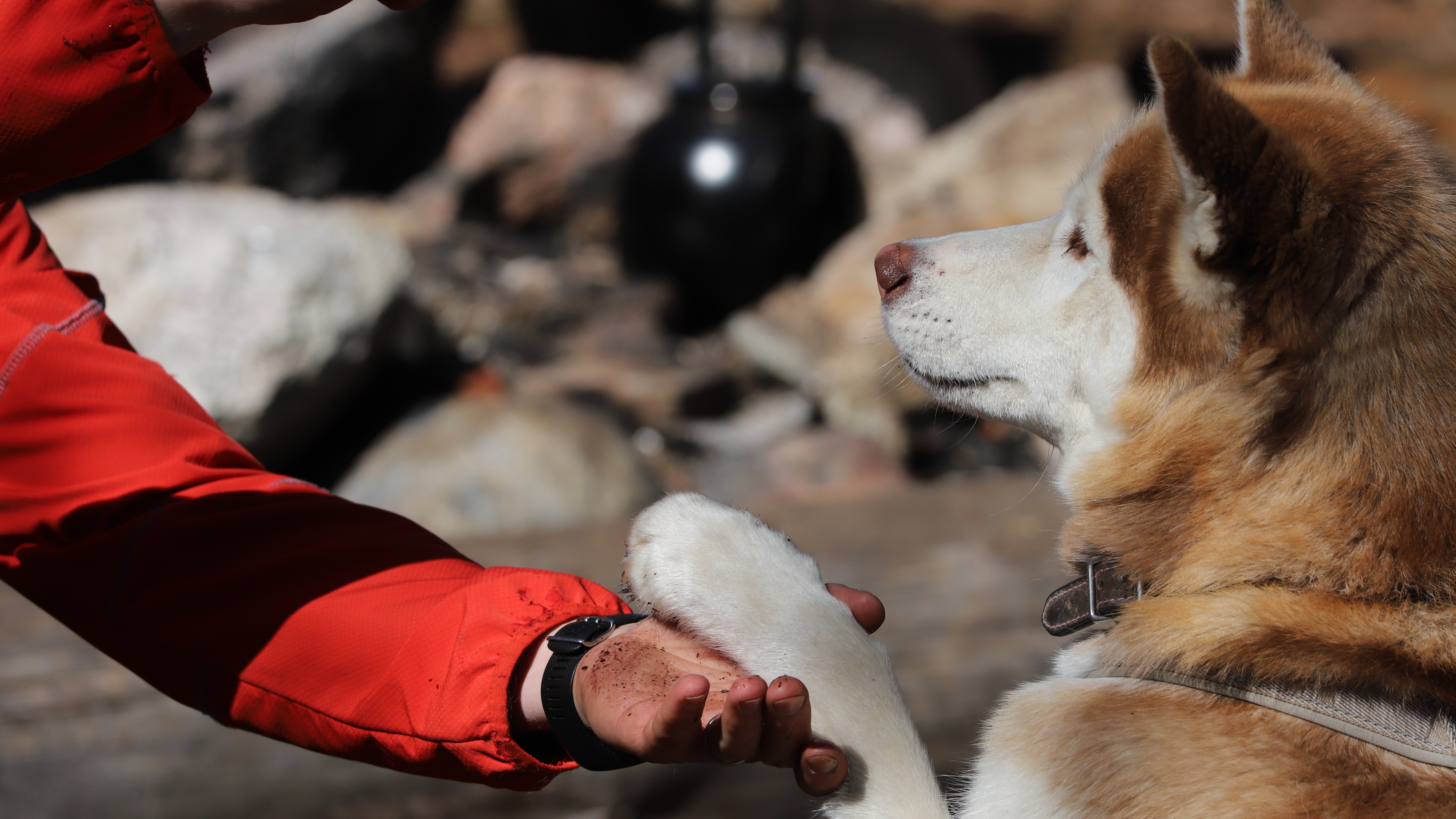 En hund räcker fram sin tass till en människas hand