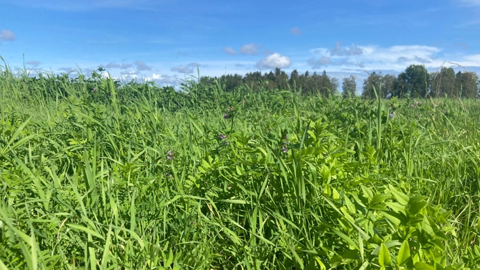 A forage crop containing different forage species.