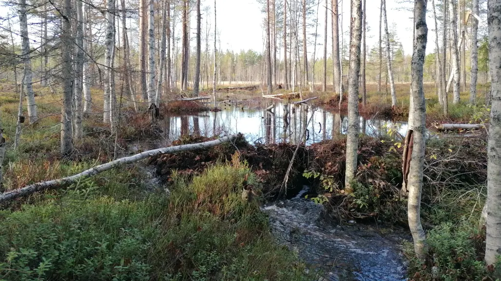 Våtmark omgiven av skog. Foto.