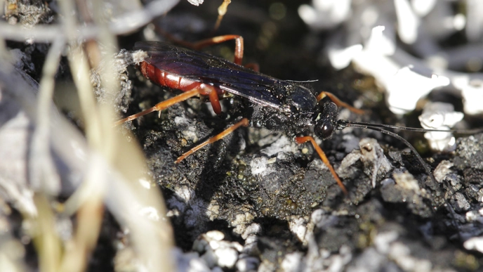 Insect
