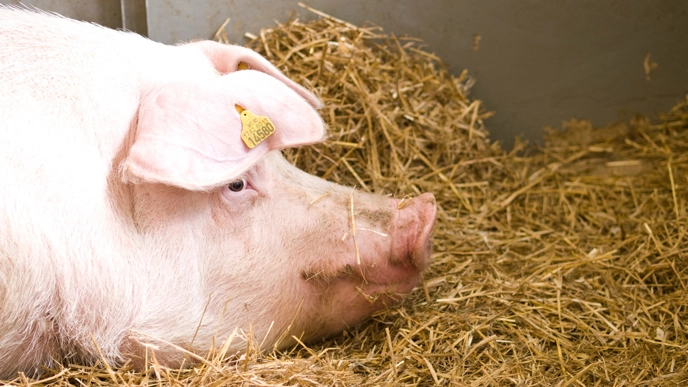 Resting pig. Photographer: Julio Gonzalez, SLU