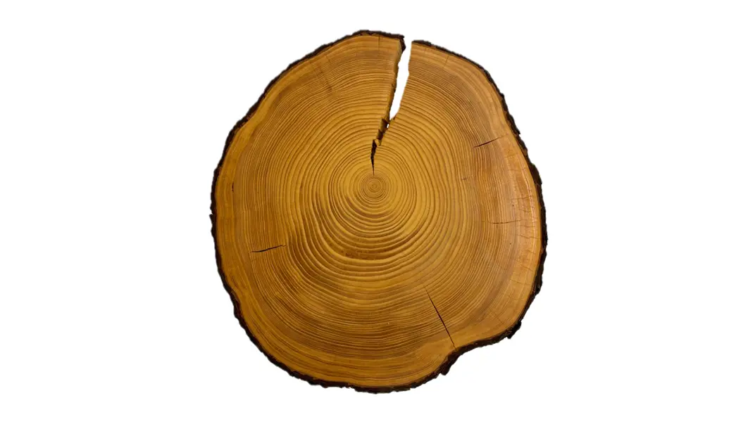 Cross section of a tree stem showing the tree rings, the background is white