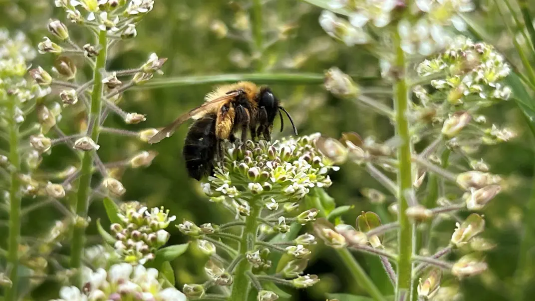 A bumble bee on field cress, a plant with upright growth with main stem and side branches.