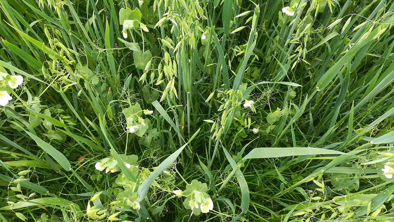 Green leaves and small white flowers.