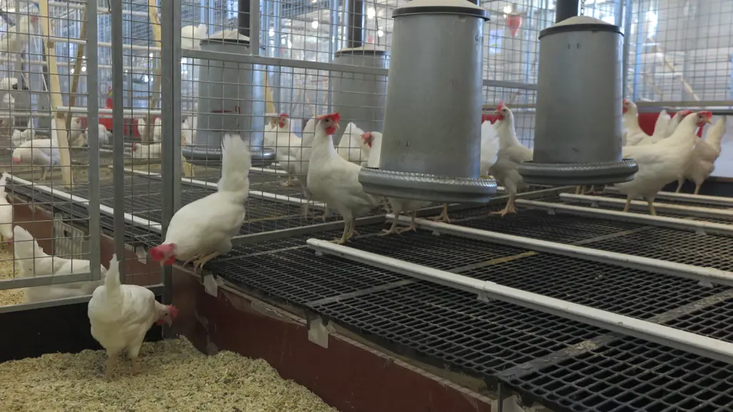 Några vita hönor i ett stall.