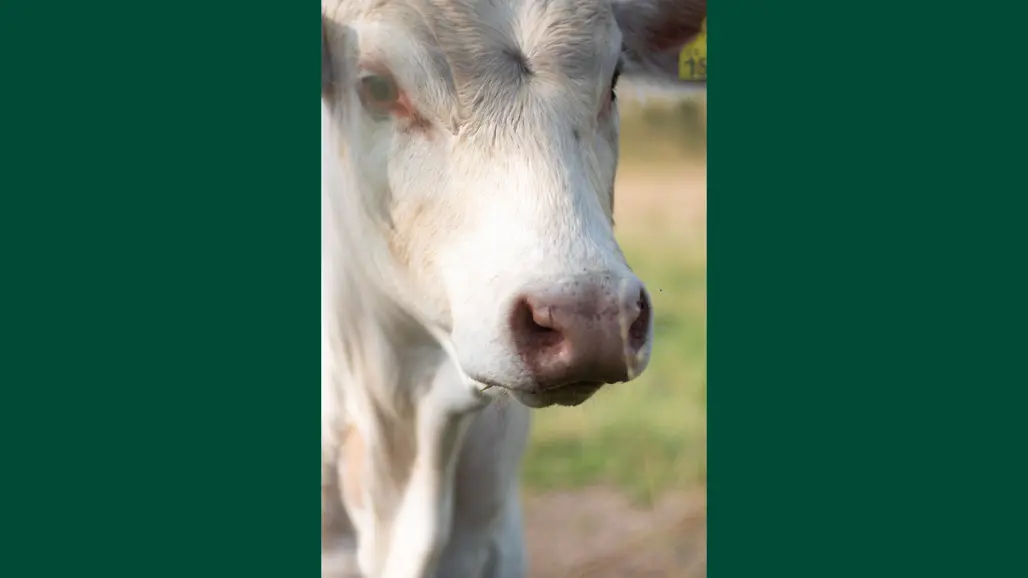 Photo of a white calf outdoors on pasture during summer.