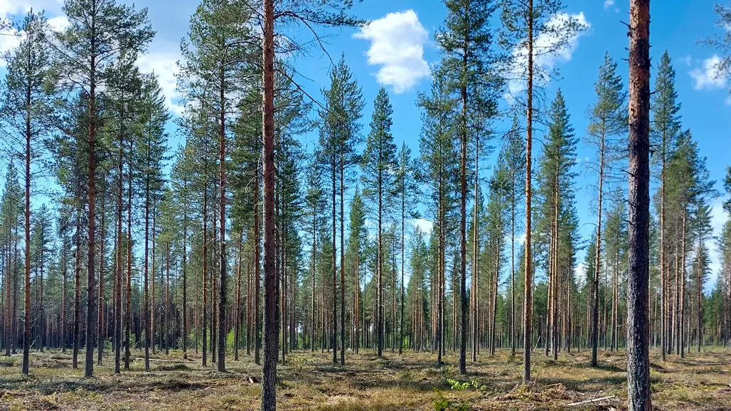 En samling frötallar i sommarljus