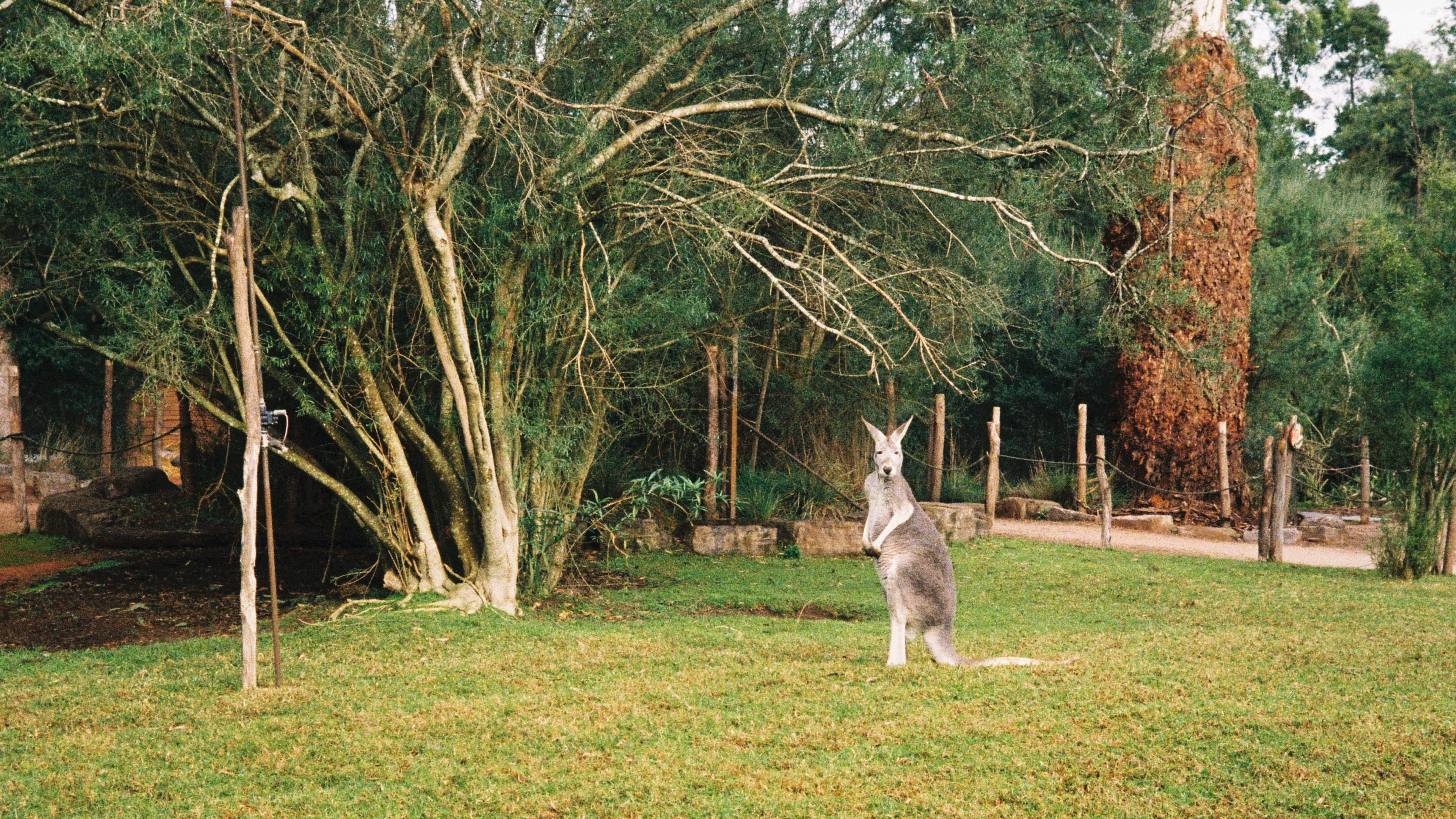 Picture of a kangaroo