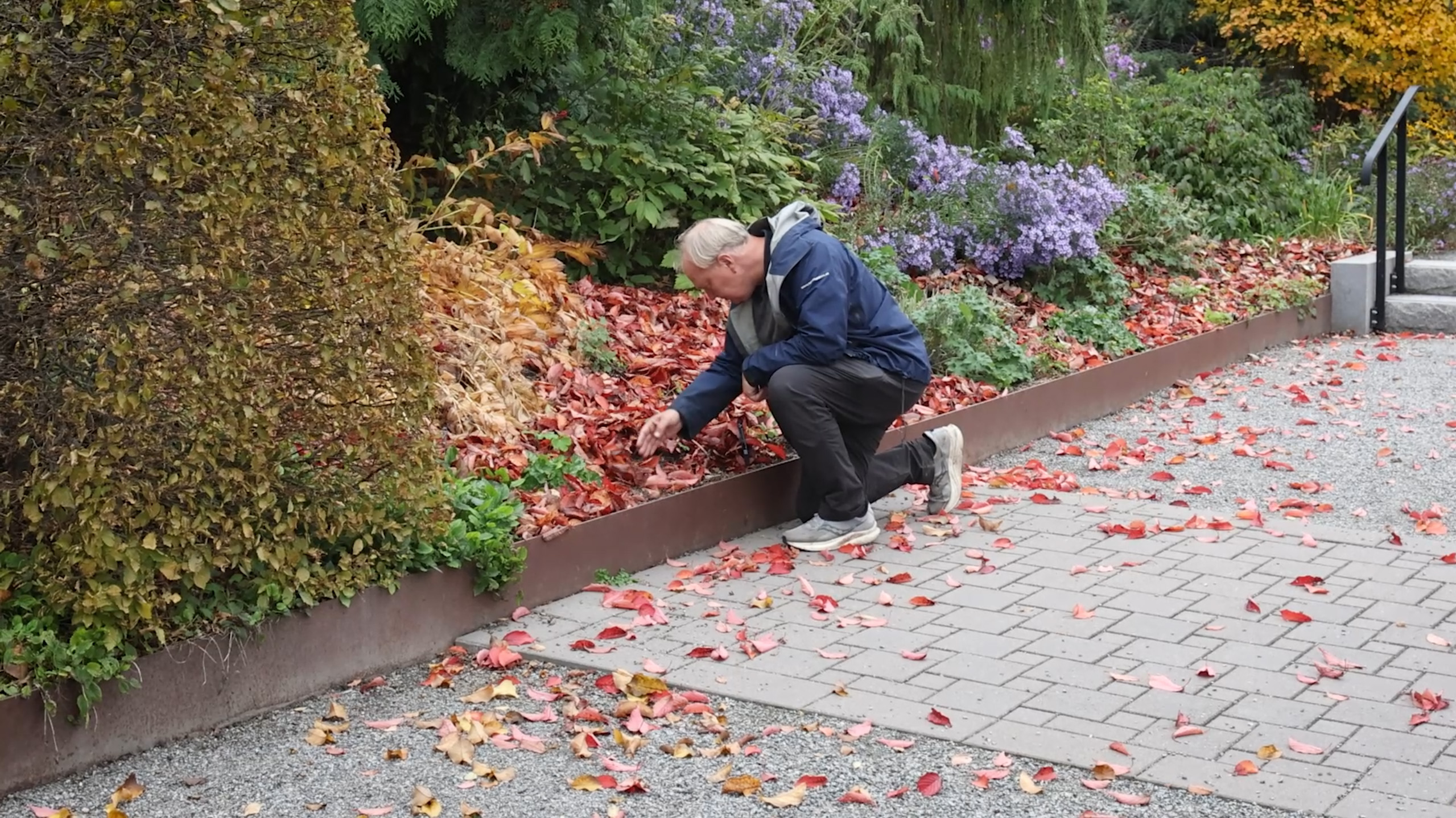 Gråhårig man står på knä och undersöker en blomrabatt fylld av röda löv. Foto