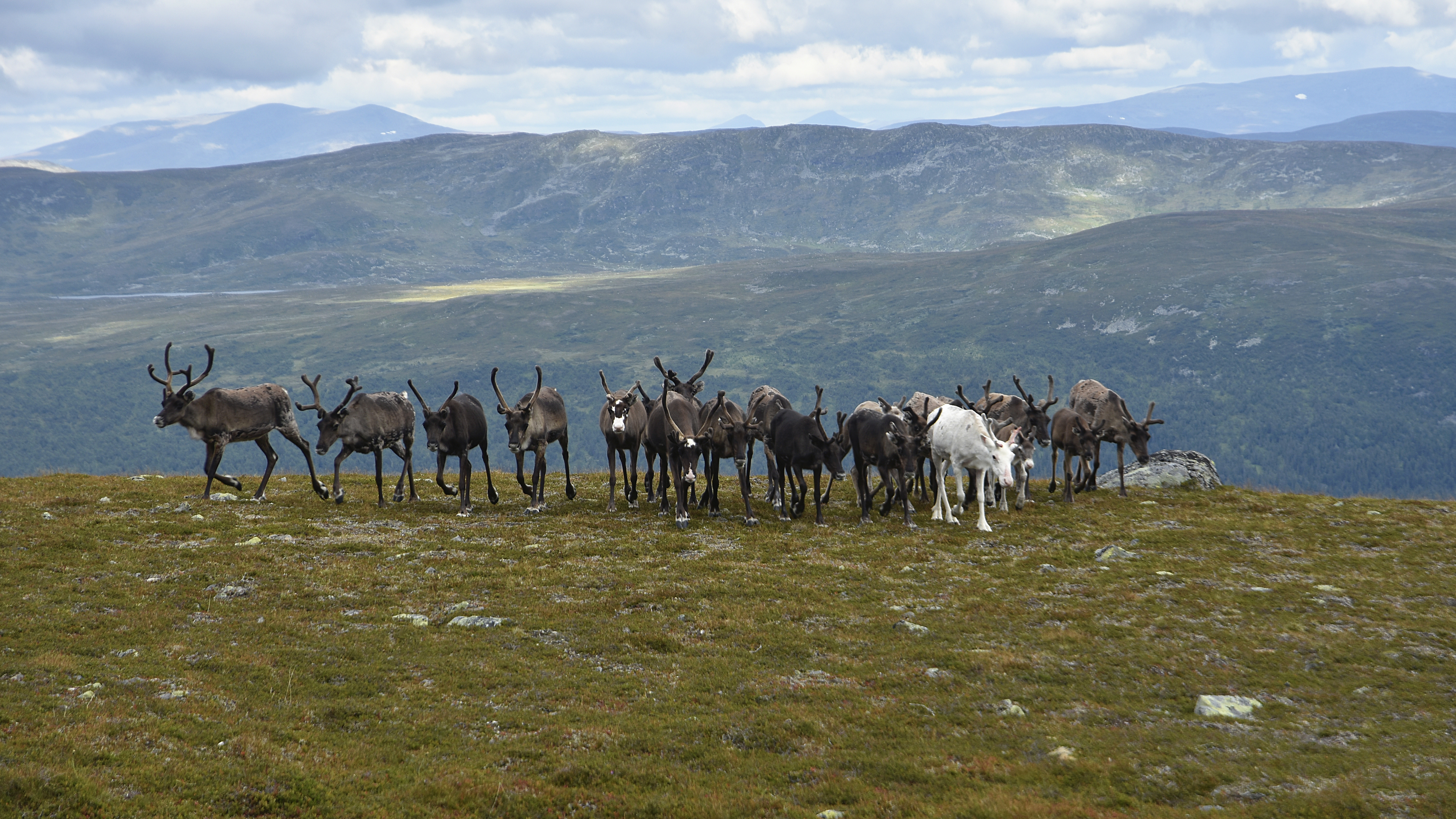 Reindeer in the mountains. Photo.