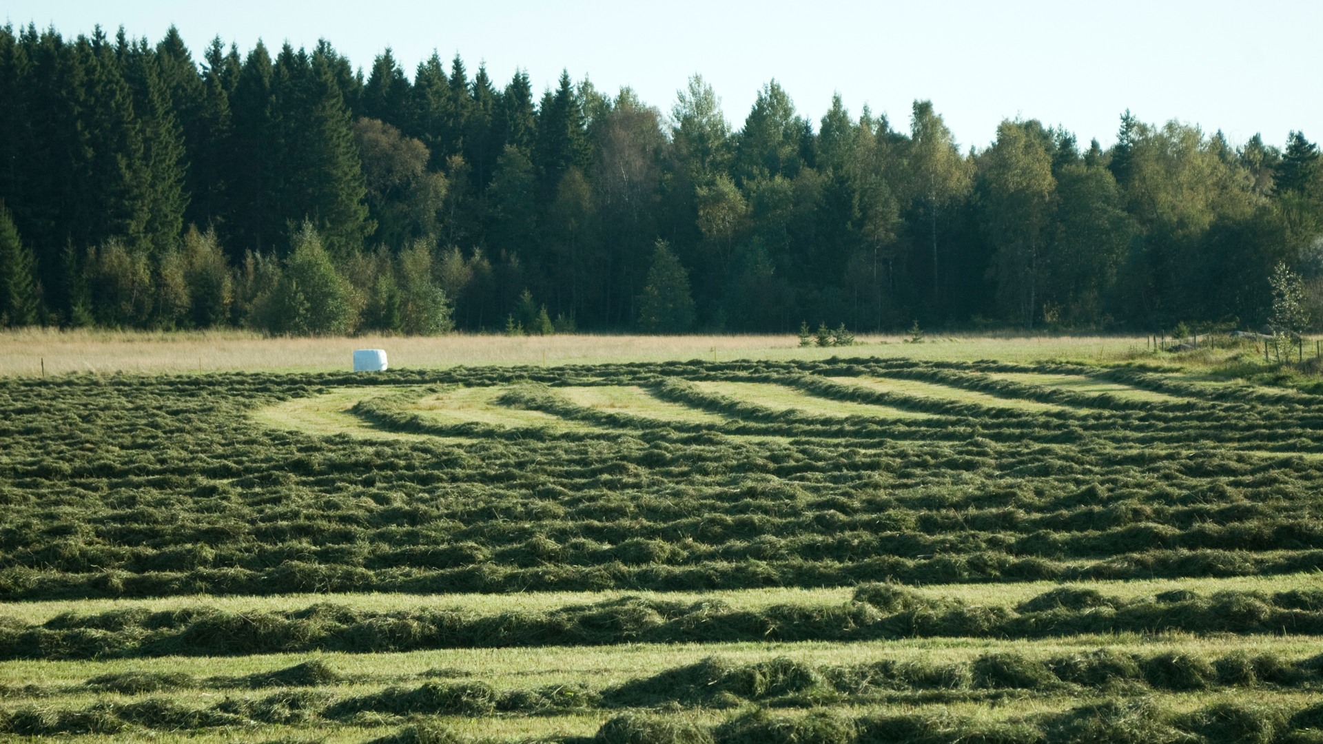 The grass lies in swaths on freshly mown pasture. Photo.