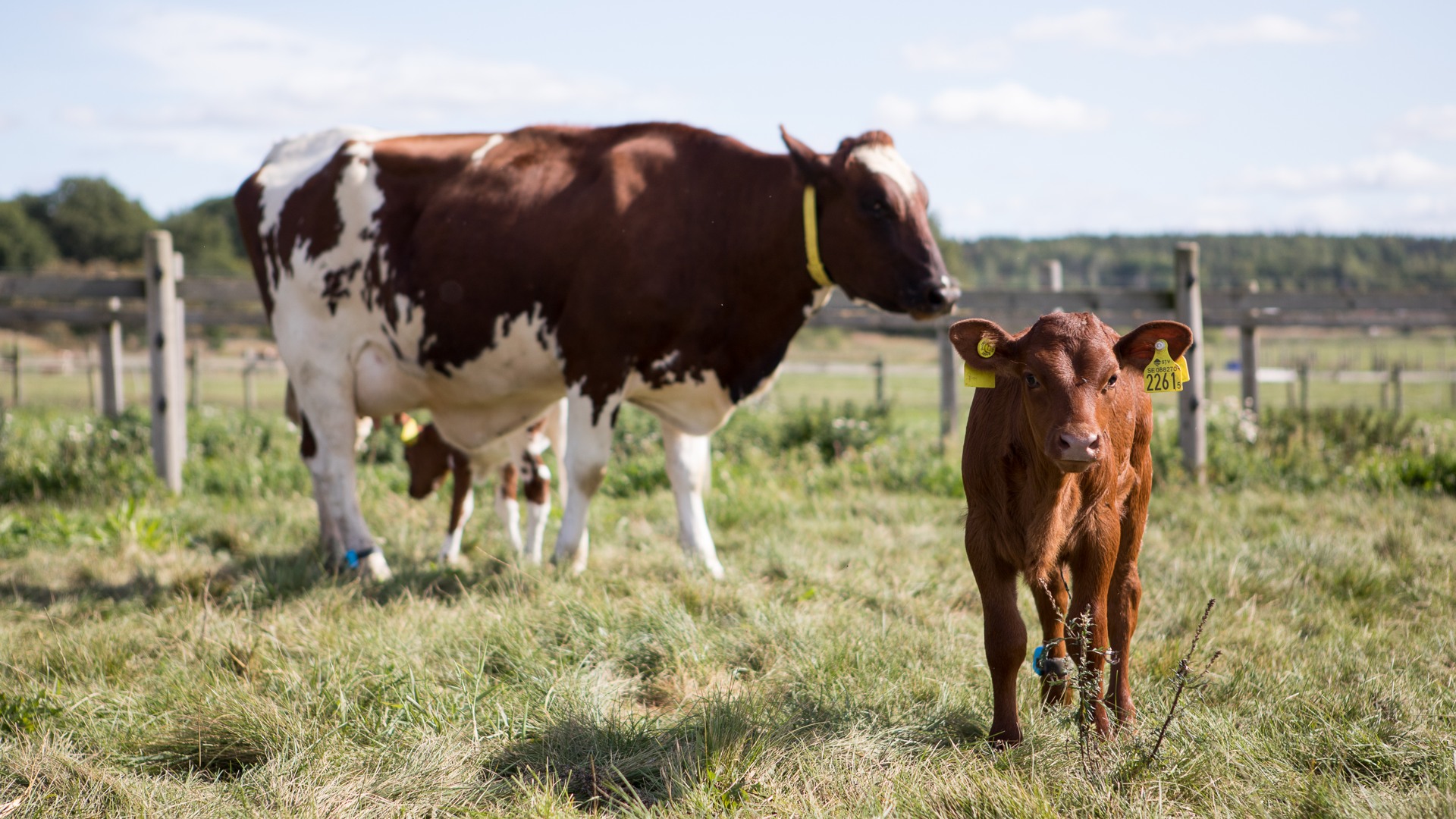 Grazing cows on green grassland. Photo.