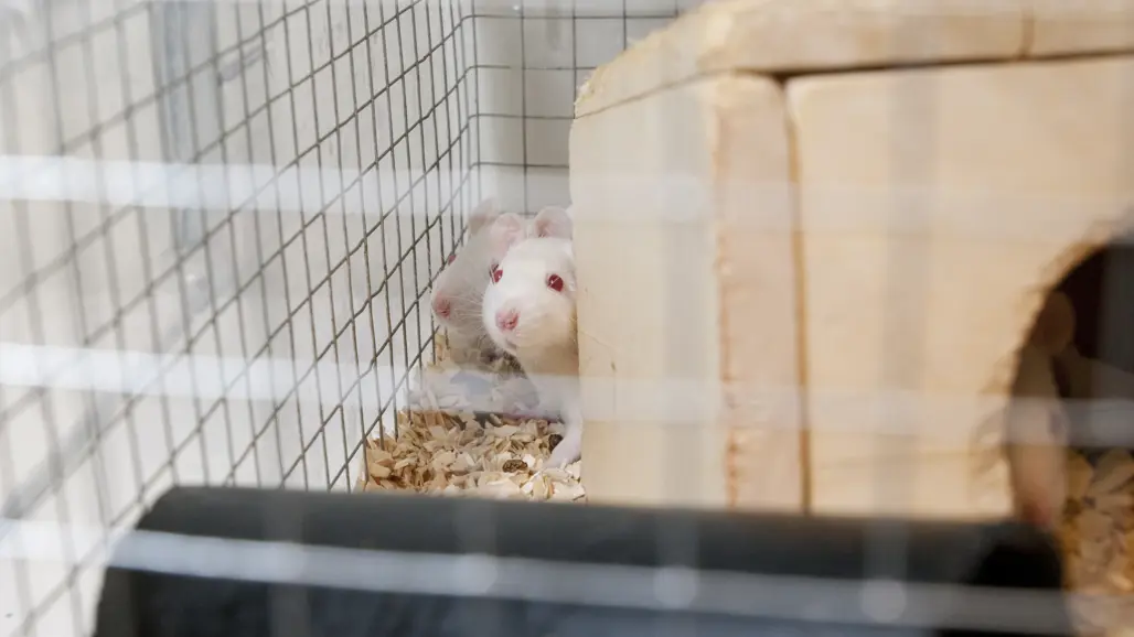 rat-in-cage