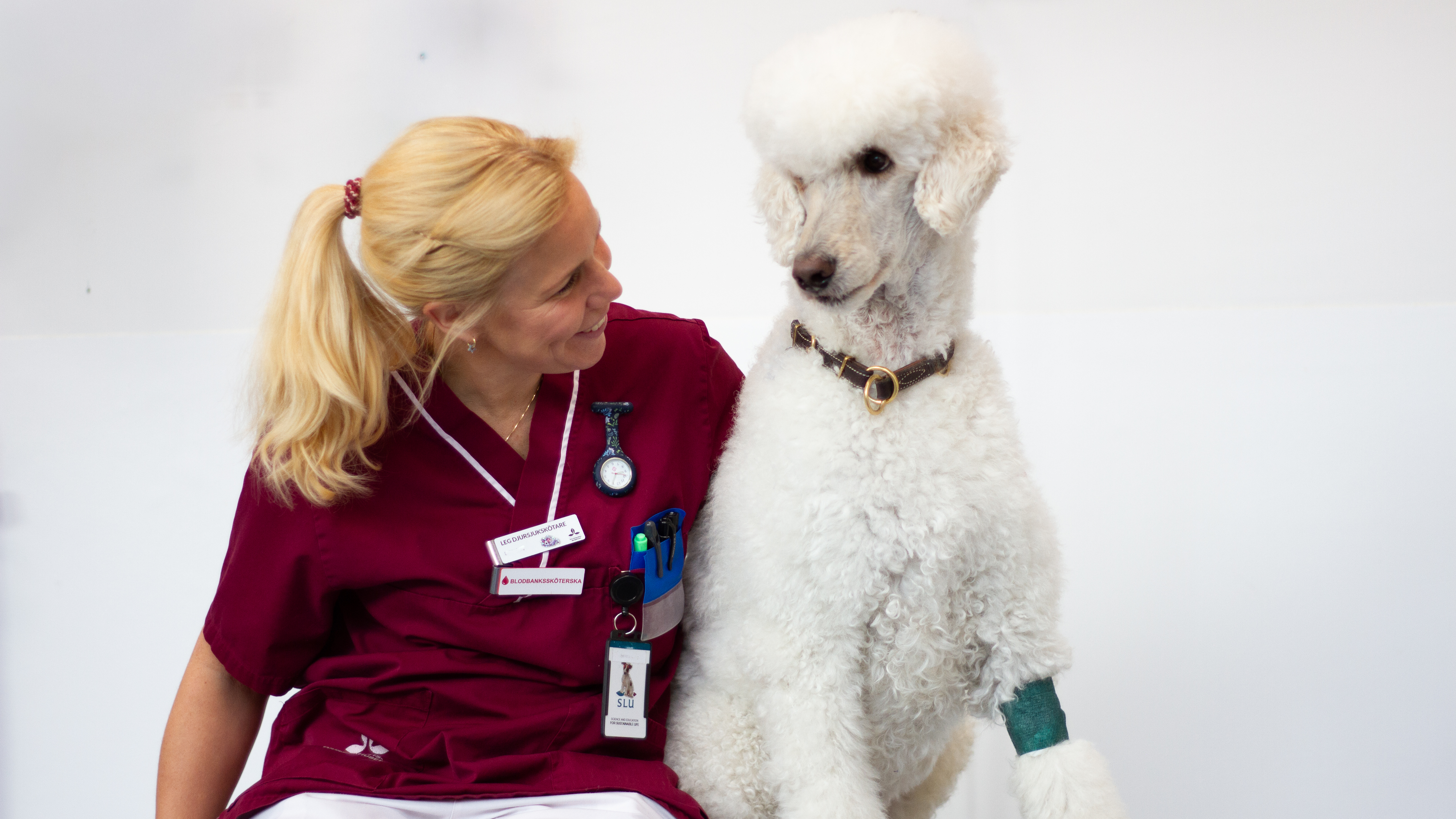White poodle with veterinary nurse