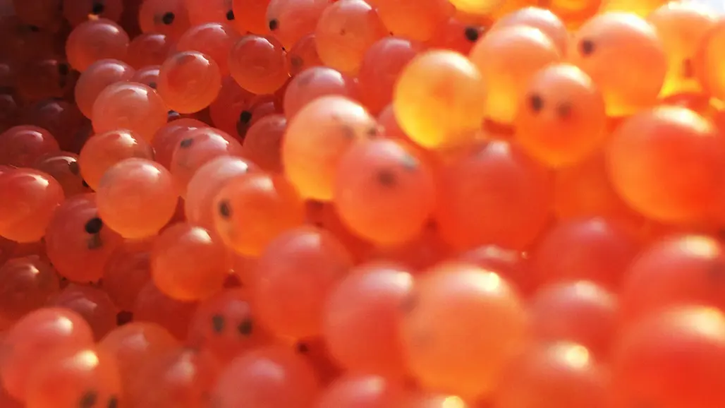 Salmon eggs