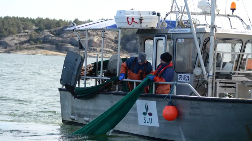 The picture shows a research boat from the Swedish University of Agricultural Sciences (SLU) with two people handling a green net in connection with test fishing.